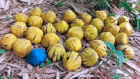 Kot villagers in Birbhum find 31 live bombs, police cordon