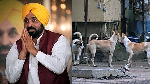 Bhagwant Mann launches statewide drive to remove dangerous stray dogs