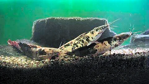 Banned Thai mangur catfish invades India, experts warn biodiversity threat