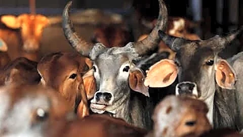 Ten cows die in Mathura after allegedly eating terhavi leftovers