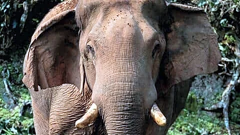 Beloved Nelliampathi Hills elephant Chillikomban dies after canal entrapment