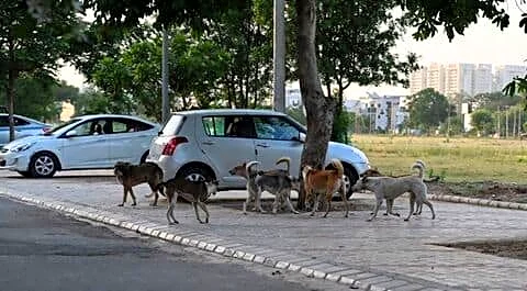 Mohali elections spotlight 9,710 dog bites harming schoolchildren and commuters