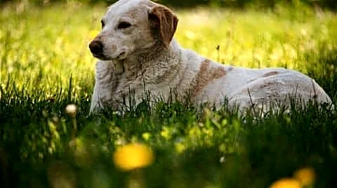 India's Supreme Court declines to clarify stray dog euthanasia ruling