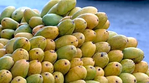 Uttar Pradesh Malihabadi Dussehri prices may reach ₹80-₹110/kg in June