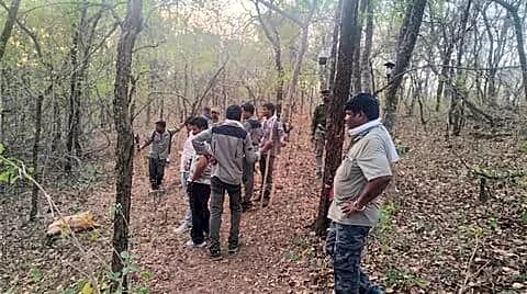 Four women killed near Gunjewahi in Chandrapur tiger attack