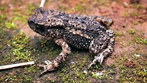 Scientists find Duttaphrynus dhara toad in Meghalaya's Mawphlang landscape