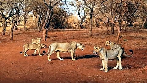 Asiatic lion deaths in Gujarat's Gir forest spark disease concerns