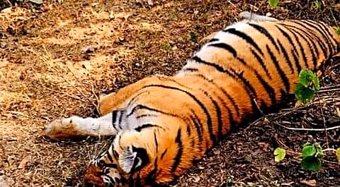 Madhya Pradesh High Court orders explanation over Kanha tiger deaths
