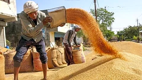 India beats revised wheat procurement target, records 34.99 mt