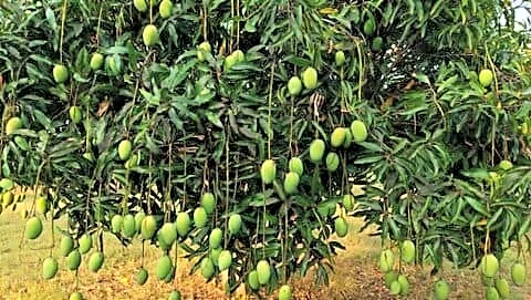 Karnataka mango harvest falls from 1.5 million to 1 million tons