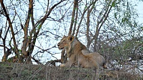 Asiatic lion cubs die in Gujarat, Babesia suspected, officials monitor