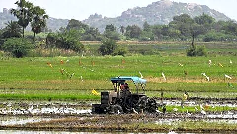 India sets 373.93 million tons food grain crop-year target