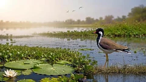 PM Modi declares Ballia's Surha Tal India's 100th Ramsar site