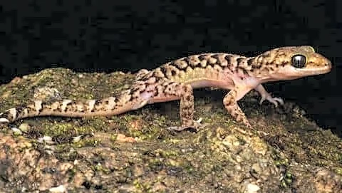 Himanta Biswa Sarma announces Assam's 1st Cyrtodactylus bapme gecko