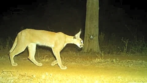 Rare caracal photographed in Kuno National Park, conservation impact evident