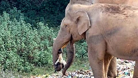 Munnar panchayat to ban single-use plastics from July 1 2026