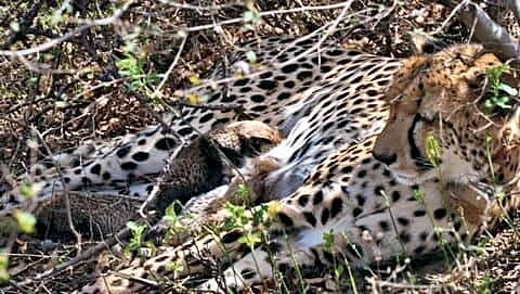 Female cheetah KGP11 dies at Kuno National Park, Madhya Pradesh
