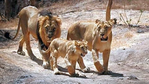 Gujarat's Gir National Park reports 11 deaths and 12 recoveries