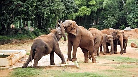 Study finds 1,653 elephants in India killed by humans