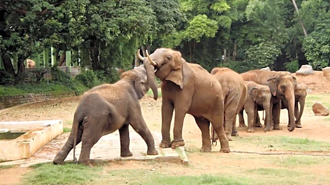 1,653 elephants killed by human activities in 15 years: Report