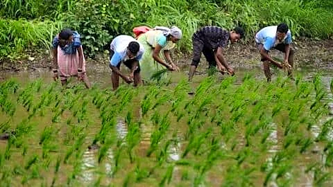 Maharashtra farmers urged to delay sowing until June 15 rains