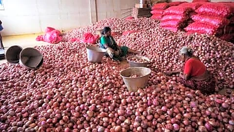 Maharashtra forms panel to probe onion price drops and exports