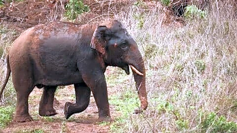 Kerala resident Raju, 65, killed by wild elephant in Wayanad