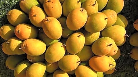 Japan pauses Indian mango imports over VHT humidity issues