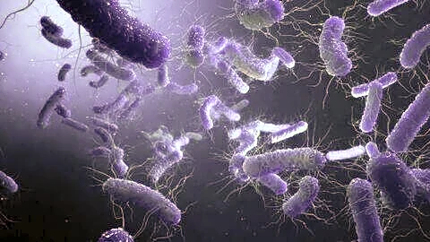 Shigella outbreak in Wayanad sickens 16 after school well contamination