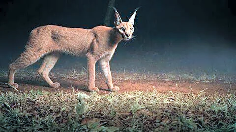 Kuno National Park camera trap records rare caracal sighting