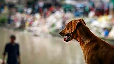Andhra Pradesh toddler missing near Eluru plantation after dog returns