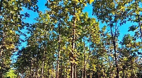 Maharashtra removes teak from protected list to help farmers