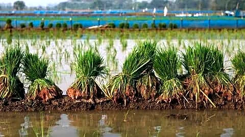India expands credit and insurance as El Nino threatens monsoon