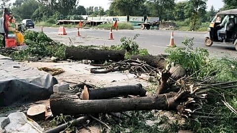 Delhi Forest Department issues SOP to curb illegal tree cutting