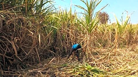 El Nino threatens sugarcane yields in Maharashtra and Karnataka