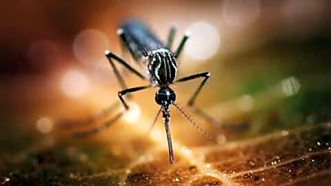 Kerala reports dengue surge with 159 confirmed and 295 probable