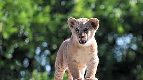 Asiatic lion cub found dead in Gujarat's Junagadh, suspect missing