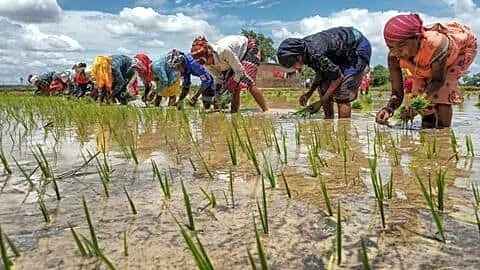 ICAR finds El Nino may cut India's paddy maize yields