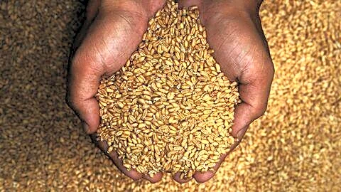 Kerala revises NFSA wheat distribution after flour spoilage concerns