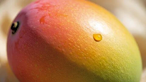 India cuts mango sea export costs to ₹13-₹20 per kg