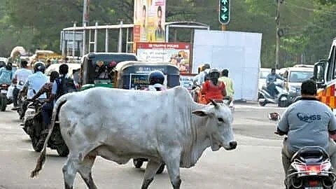 East Delhi BJP councilor Shashi Chandna injured by stray cattle