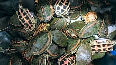 Madhya Pradesh police intensify crackdown on turtle trafficking via trains