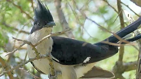 Jennifer Nandi: Jacobin cuckoo and monsoon share atmospheric triggers