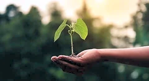Uttar Pradesh plans to plant 35cr saplings in July 2026