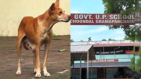 Thrissur government school closed after student bitten by stray dog