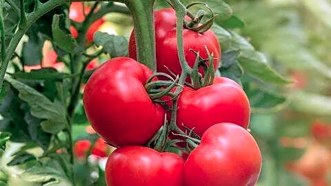 Tomato and onion prices jump across India, squeezing grocery budgets