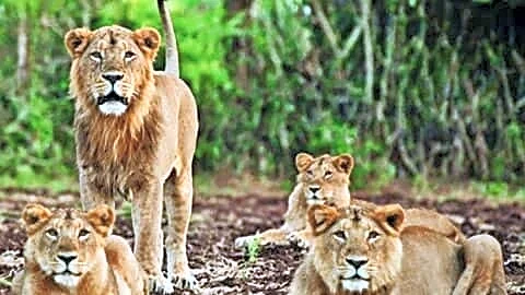 Gujarat forest department captures 30 lions after 2 fatal attacks