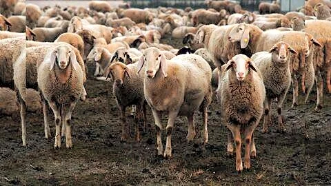 Punjab contractors' ₹20k-₹25k fees halt ₹12cr-₹14cr mutton imports to Kashmir