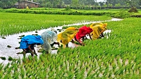 El Nino and dry June threaten India's kharif rice output