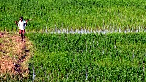 Telangana releases ₹6,590.36cr for Rythu Bharosa Vanakalam 2026 scheme